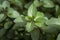 Mentha piperita Chocolate, a hybrid mint of watermint and spearmint. Native to Europe and Middle East, is cultivated worldwide,