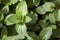 Mentha piperita Chocolate, a hybrid mint of watermint and spearmint. Native to Europe and Middle East, is cultivated worldwide,