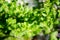 Mentha plant, close up. Fresh Green Peppermint leaves on sunlight in the spring. Green foliage of mint growing in the garden in su