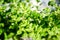 Mentha plant, close up. Fresh Green Peppermint leaves on sunlight in the spring. Green foliage of mint growing in the garden in su