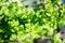 Mentha plant, close up. Fresh Green Peppermint leaves on sunlight in the spring. Green foliage of mint growing in the garden in su