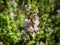 Mentha pulegium Pennyroyal  mountain mint. Closeup of medicinal plant on a blurred background