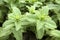 Mentha spicata