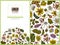 Menu cover floral design with colored celandine, chamomile, dog rose, hop, jerusalem artichoke, peppermint