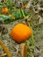 Meny bright pumpkin growing in a farmer`s garden. Nature