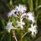 Menyanthes trifoliata - Bogbean