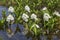 Menyanthes trifoliata or buckbean flowers