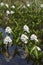 Menyanthes trifoliata or buckbean flowers