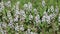 Menyanthes trifoliata. Flowers and buds of a plant