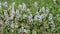 Menyanthes trifoliata. Flowers and buds of a plant