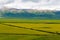 Menyuan Flowers. a famous for the fantastic flower land vast area in Menyuan, Qinghai, China.