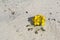 Menzie`s wallflower in sand at Asilomar Dunes Natural Preserve