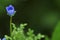 Menzies` baby blue eye nemophila menziesii single flower