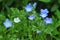 Menzies` baby blue eyes nemophila menziesii flowers