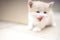 Meowing beige white fluffy kitten portrait. Funny domestic animals