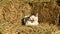 Meowing cat sitting on hay bales in barn