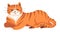 Meowing ginger cat, purring feline animal pet