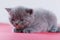 Meowing kitten, red background, close-up portrait