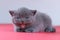 Meowing kitten, red background, close-up portrait