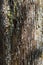 Meranti Palang Tree