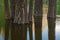 Merced River Reflections