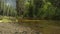 Merced River in the Summer, Yosemite National Park