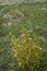 Mercurialis annua plant in bloom