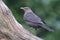 Merel, Eurasian Blackbird, Turdus merula