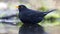 Merel; Eurasian Blackbird; Turdus merula