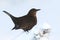 Merel, Eurasian Blackbird, Turdus merula