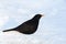 Merel, Eurasian Blackbird, Turdus merula