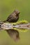 Merel, Eurasian Blackbird, Turdus merula