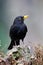 Merel, European Blackbird, Turdus merula