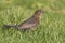 Merel, European Blackbird, Turdus merula