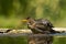 Merel, European Blackbird, Turdus merula