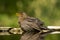 Merel, European Blackbird, Turdus merula