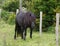 Merens horse in a field