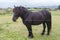 Merens horse in a field