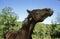 Merens horse in French Pyrenees, Adult smelling