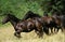 MERENS HORSE, HERD GALLOPING, FRENCH PYRENEES