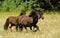 Merens Horses, French Horse from Pyrenees Mountains