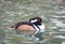 Merganser