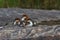 Merganser babies resting on a rock