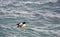 Merganser bird swimming in wavy lake water