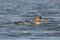 Merganser Duck having a bad hair day