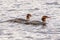 Merganser ducks