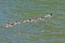 Merganser Family