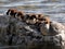 Merganser Family