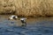 Merganser, raccoon merganser - a species of large water bird in the Anatidae family