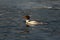 Merganser, raccoon merganser - a species of large water bird in the Anatidae family